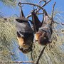 mit den herzigen Gesichtern sehen die fledermausartigen Tiere aus wie junge Hunde oder 'Flying-Fox'<br />					