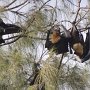 an ihren Flügelenden haben die Tiere Krallen wie Hände und können sich an den Ästen halten und sich kratzen<br />					