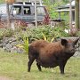 überall auf Eua laufen Schweine in jeder Grösse herum<br />					
