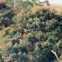 Flamboiant, die Bäume mit den roten Blüten im Sigatoka-Valley<br />					