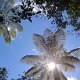 die Sonne scheint durch die riesigen Farnbäume