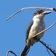 Eisvogel<br />					