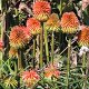 tropische Blumen<br />					