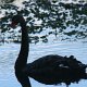 schwrzer Schwan auf dem Rotorua-See