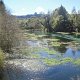 Rainbows-Springs, ein wunderschöner Bach mit Quellen und sehr klarem Wasser