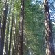 Redwood-Tannen sind riesig