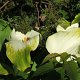 exotische Blüten in Katikati<br />					