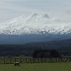 Mt. Ruapehu ( 2797 m hoch ) bei Ohakune<br />					