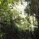 der 'Truman-Track' ist ein Wanderweg durch den Regenwald 