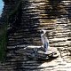 Kormoran auf den 'Pancake Rocks'