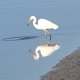 Weiss-Reiher an der Okarito-Lagune