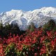 morgentlicher Blick in die Schneeberge vom Westland-Nationalpark