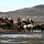 die Island-Pferde sind ideal für Trecking hoch zu Ross
