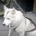 Husky