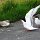 der kleine Jungvogel will von den Eltern gefüttert werden