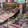 auf dem Blumenmarkt