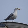 Möwe auf dem Dach