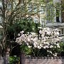 Frühlingsblüten am Ufer der Singelgracht