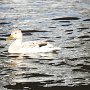 Ente auf der Gracht